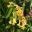 Pandorea pandorana 'Lemon Bells' clusters of lemon bell-like flowers