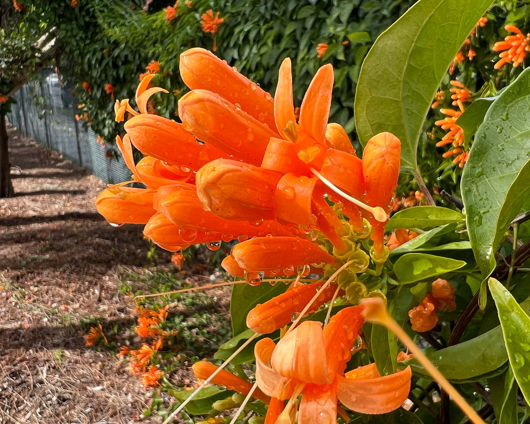 The beautiful orange trumpet flowers of Pyrostegia Venusta