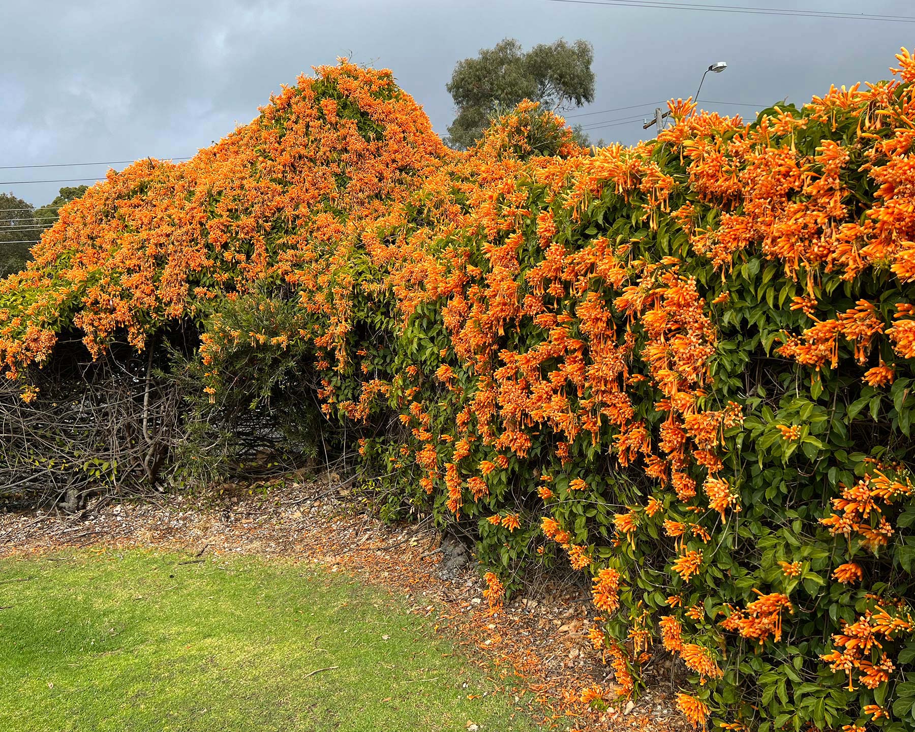 Pyrostegia venusta - a winter wall of orange flowers