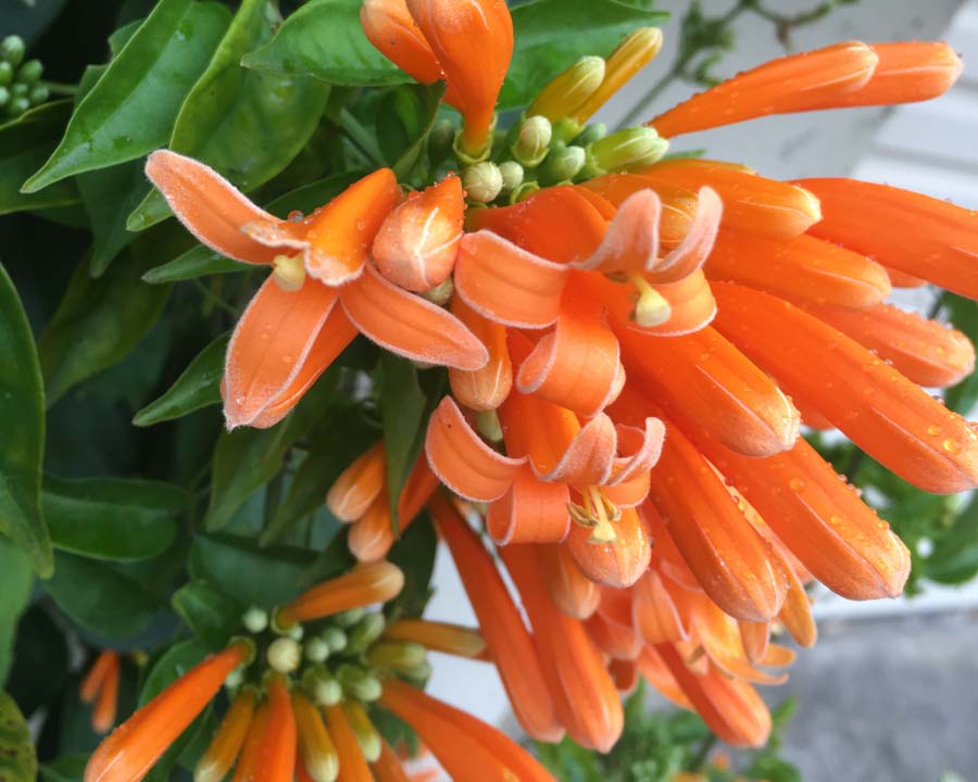 5 Pcs Pyrostegia Venusta Seeds Chinese Orange Perennial Climbing Rare Plant 