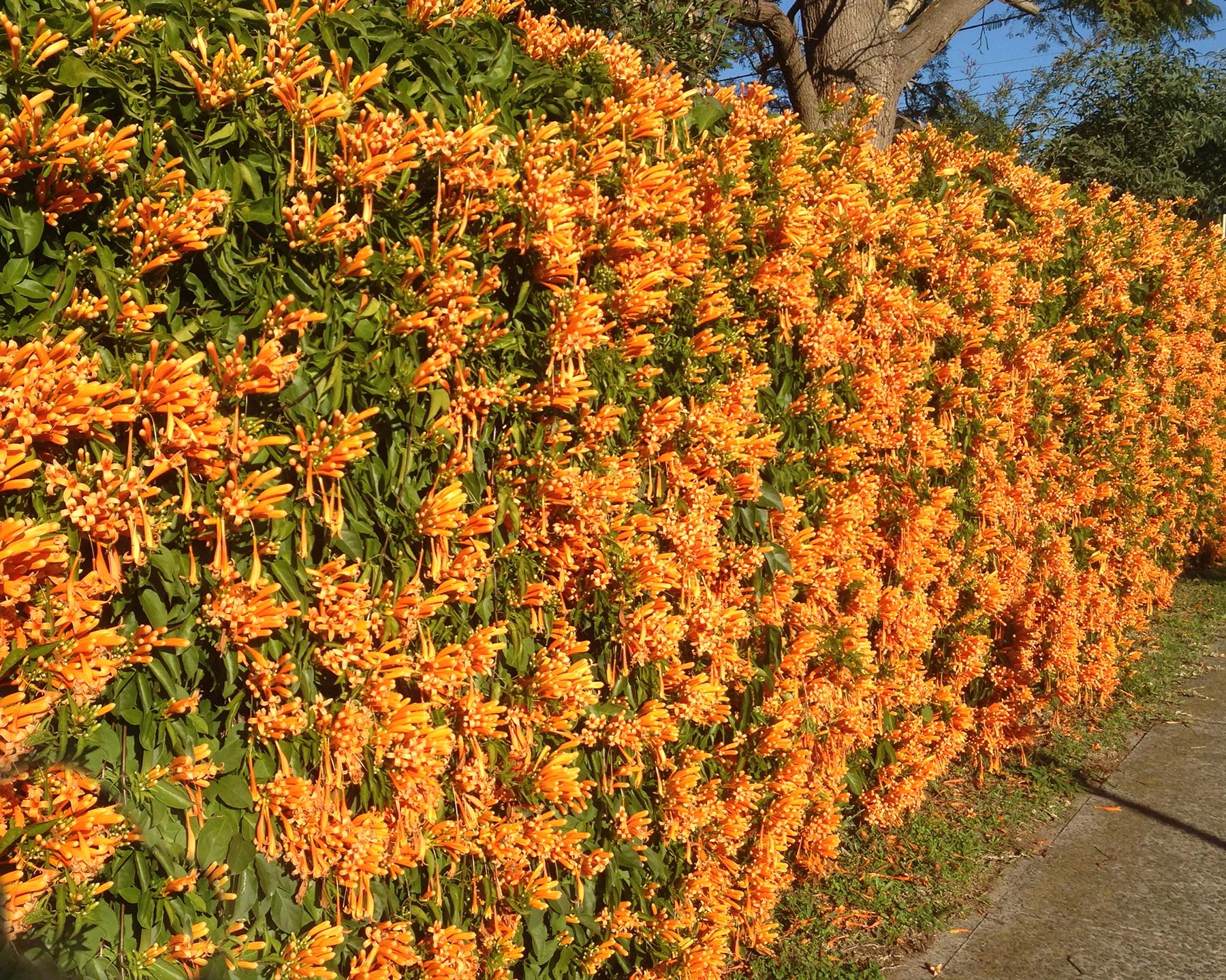 Pyrostegia venusta dense orange trumpet flowers make a wonderful display in winter