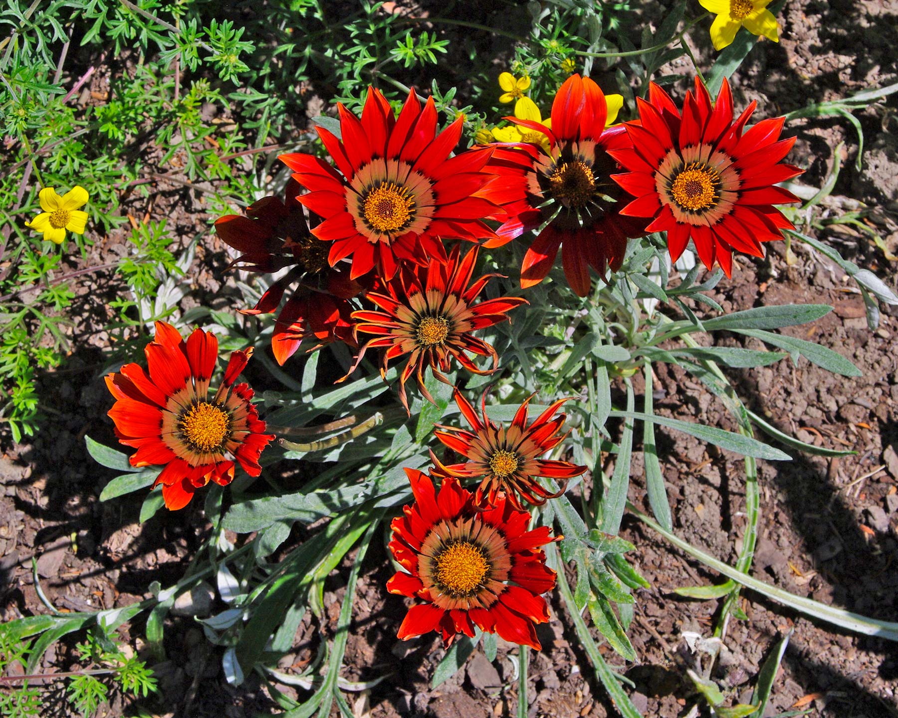 Gazania hybrids - great bedding or patio plant - bright coloured flowers most of summer
