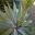 Agave attenuata flower stalk unfurling