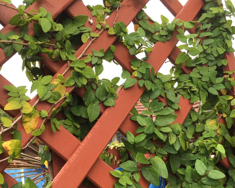 Ficus pumila will make a dnes screen even with just a trellis for support
