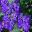 Heliotropium arborescens Princess Marina.jpg
