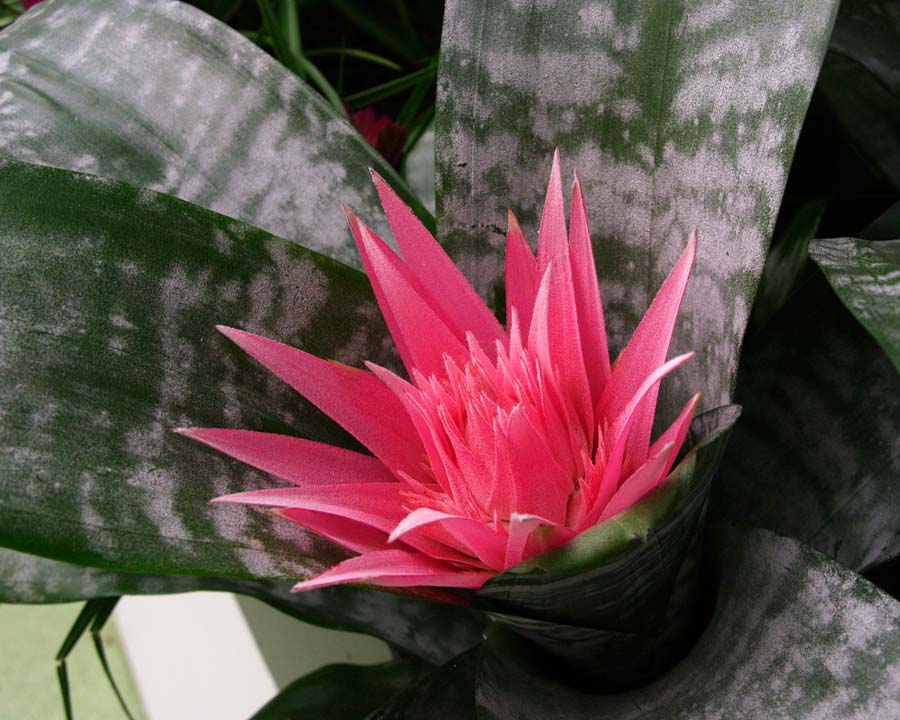 Aechmea fasciata - probably the most spectacular of all bromeliads