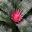 Aechmea fasciata - the vase plant