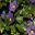 Exacum affine - 5 petal violet flowers - photo Danny S