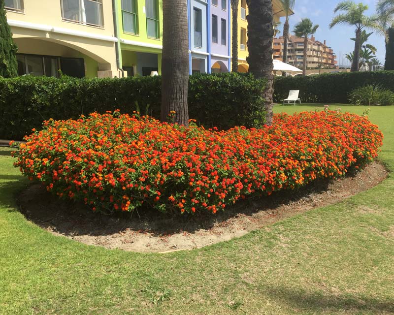 Lantana camara - wonderful display of red flowers at  base of palm trees in Spain