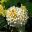 Lantana camara Balucwite  - Lucky White - Clusters of small white flowers with yellow throats