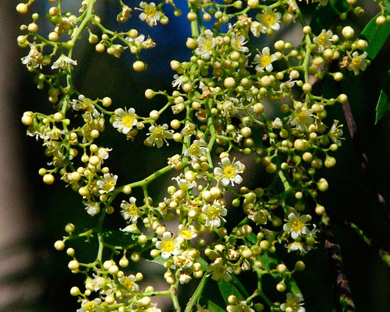 Tiny creamy 5 petalled flowers - Schinus areira - peppercorn tree