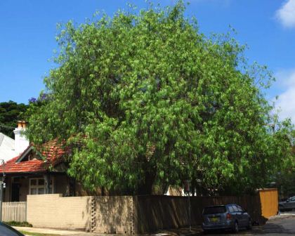 Schinus molle - Peppercorn Tree - attractive broad tree with weeping habit