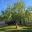 Schinus areira - The Peppercorn Tree -