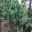 Rhapis excelsa growing in shady spot in Fern Gully, Melbourne Botanic Gardens