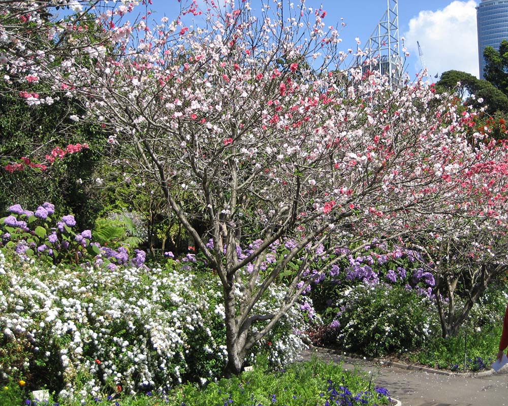 Prunus persica as seen in Sydney Royal Botanic Gardens