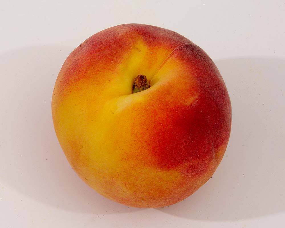 Prunus persica - the Peach, one of the world's great stone fruit