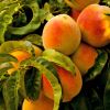 Prunus persica - Peach - photo Ian Baldwin