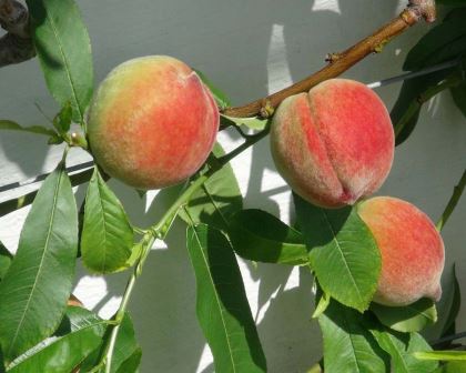 Prunus persica - the Peach seen here in the glasshouses at West Dean, Sussex, England