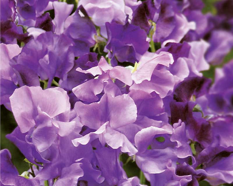 Lathyrus odoratus 'Blue Reflections' another great Sweet Pea seed from Yates.