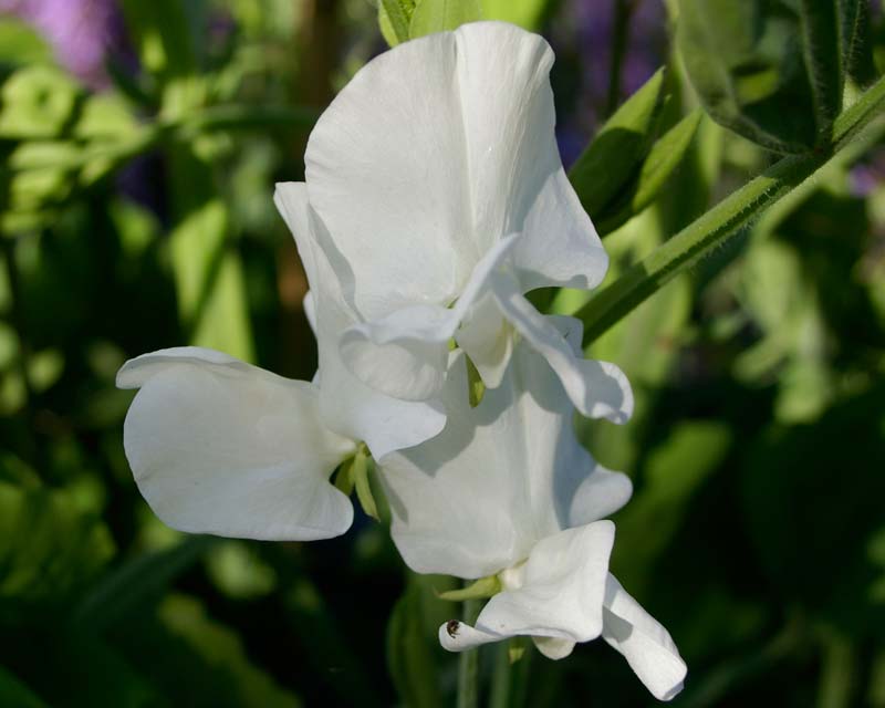 Lathyrus odoratus - pure white flowers