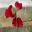 Lathyrus odoratus - deep red flowers