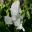 Lathyrus odoratus - pure white flowers