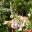 Cochliasanthus caracalla | GardensOnline