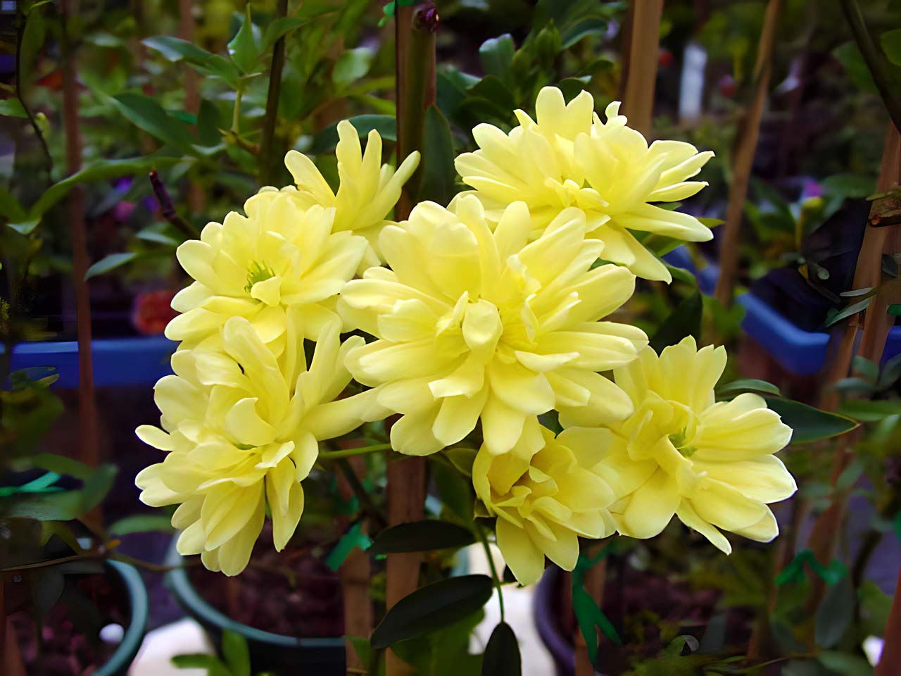 Rosea banksiae Lutea yellow