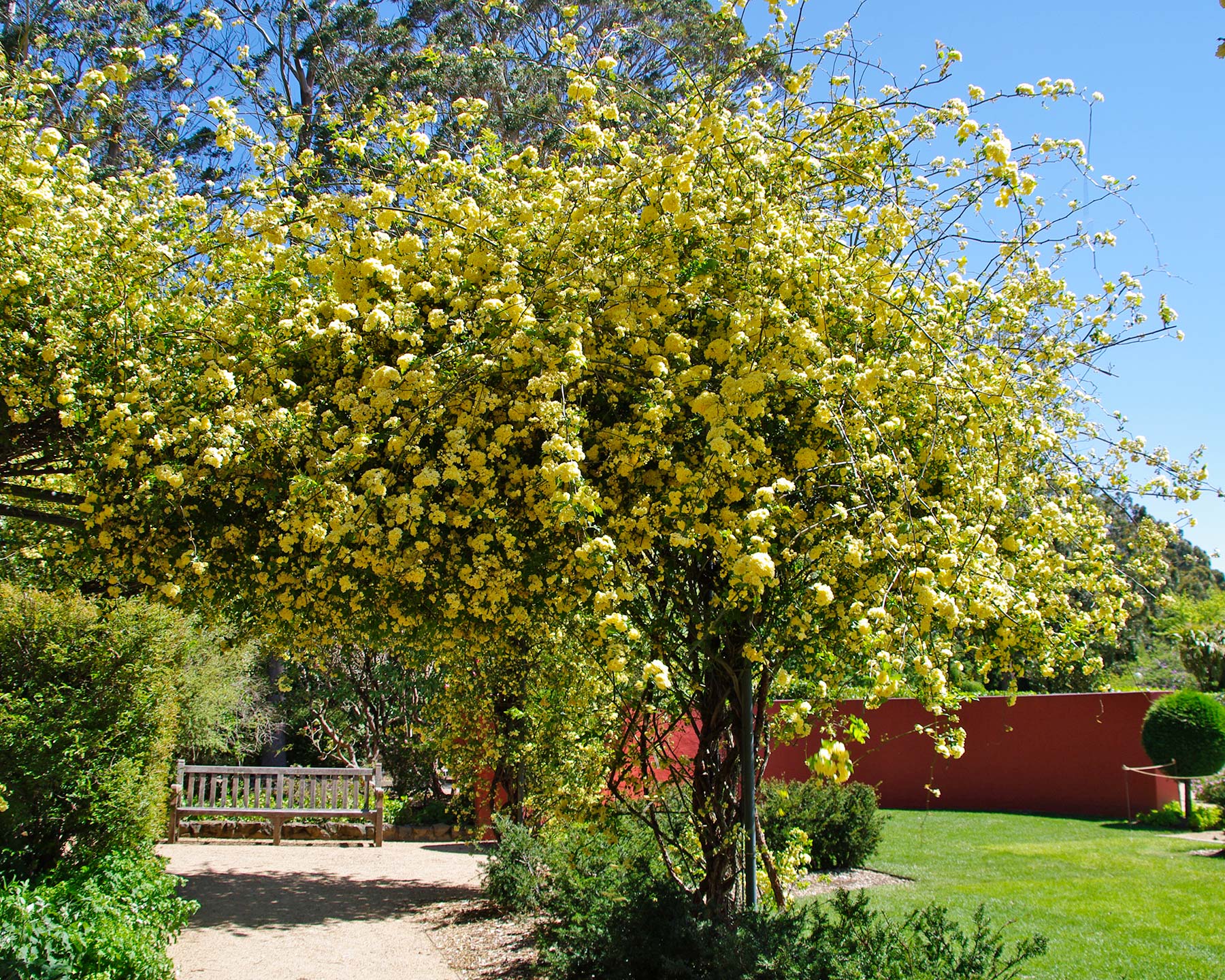 Rosa Banksiae Lutea - Arch Mount Tomah Gardens NSW