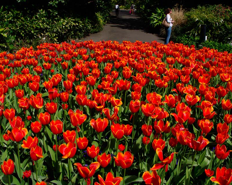 Tulips in spring at Sydney Botanic Gardens in the Domain