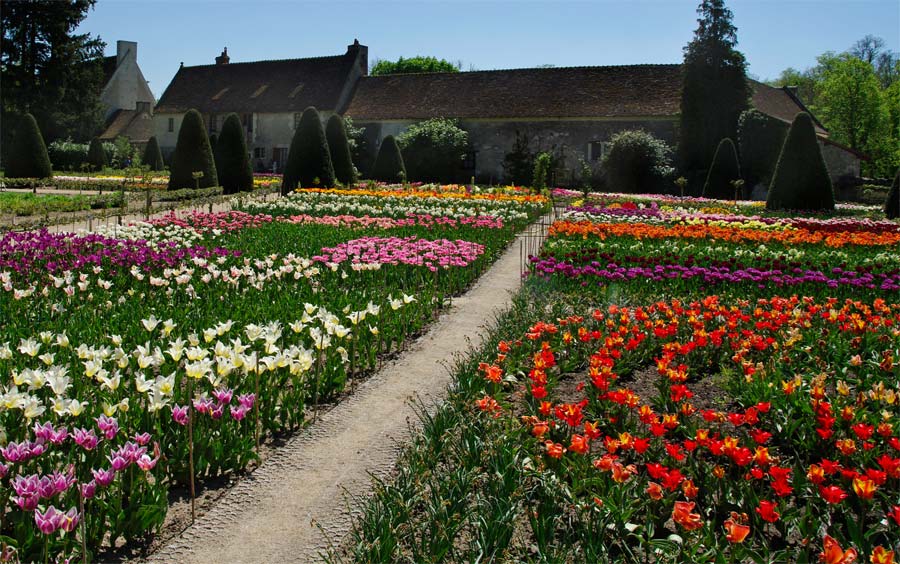 Tulips at Chateau Chenonceau in France
