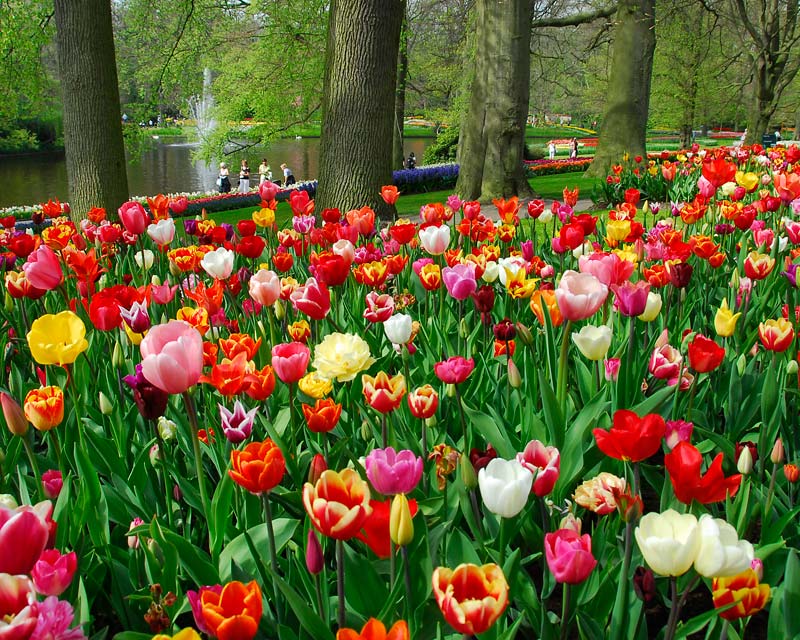 Tulips -  Keukenhorf Gardens, Holland