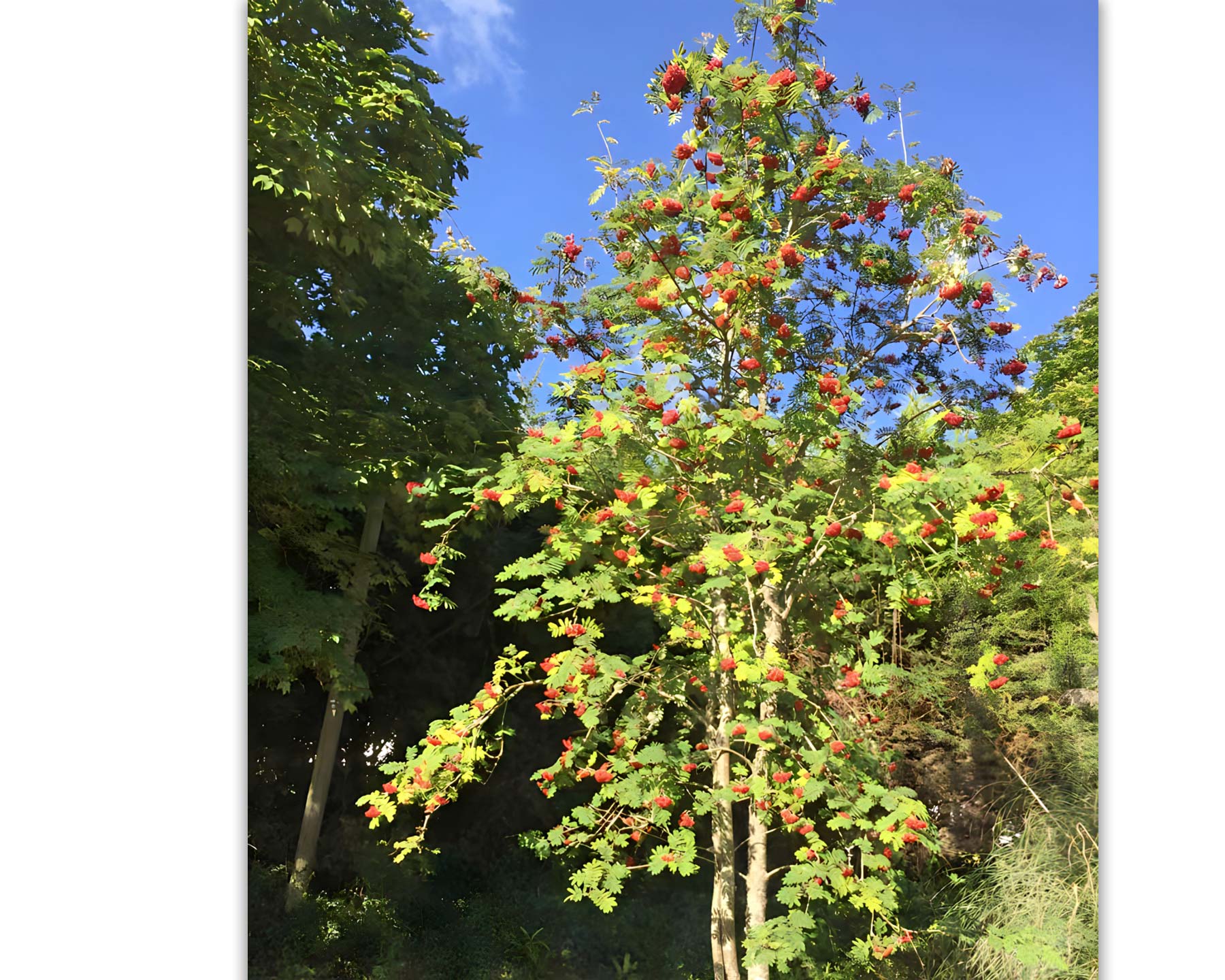 Sorbus aucuparia, Mountain Ash or Rowan
