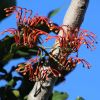 Stenocarpus sinuatus, Queensland Firewheel Tree