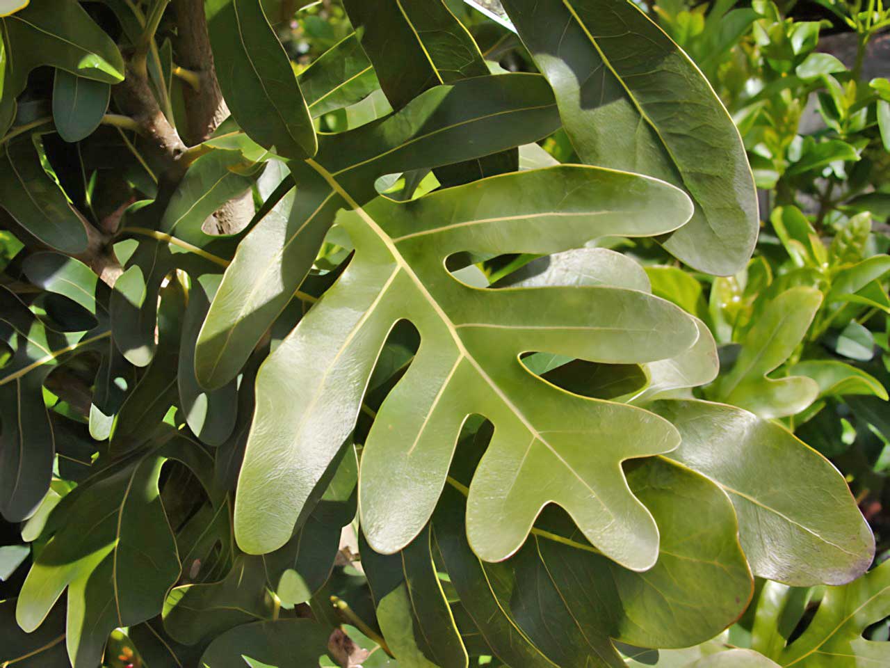 Leaf of Stenocarpus sinuatus