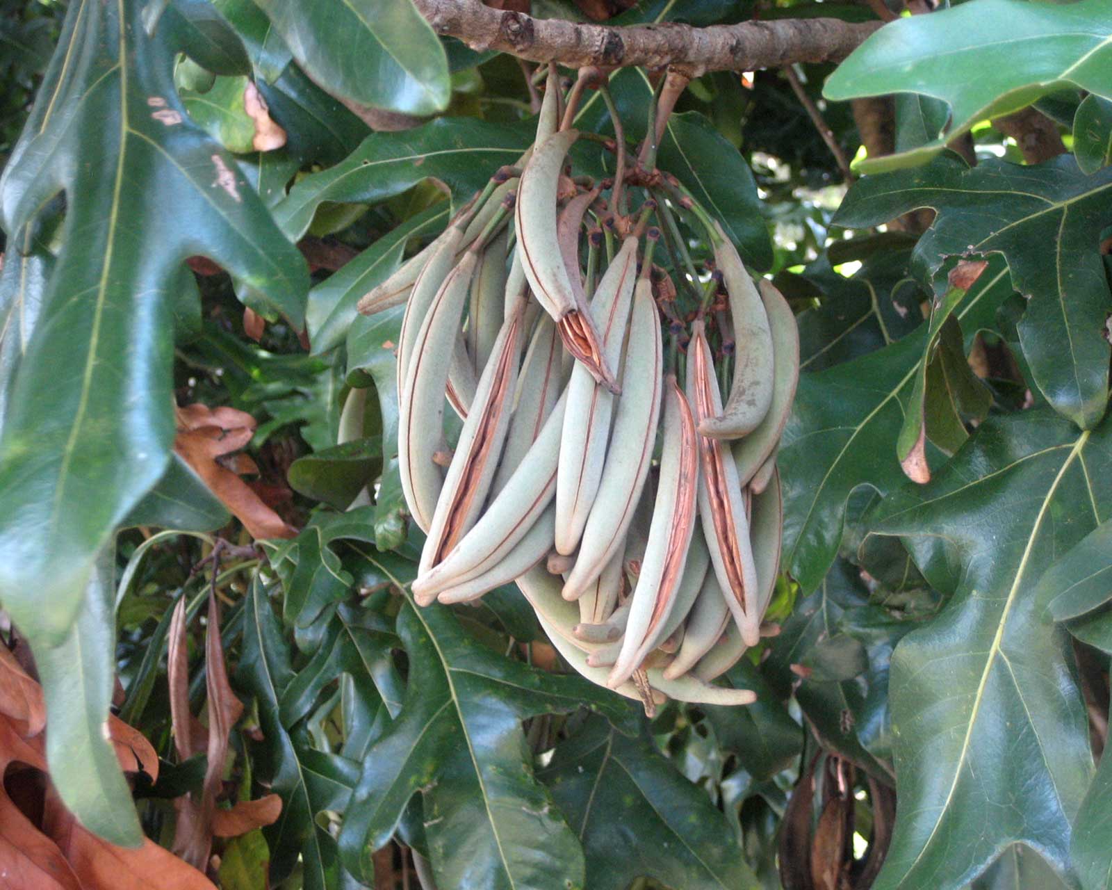 Stenocarpus sinuatus pods