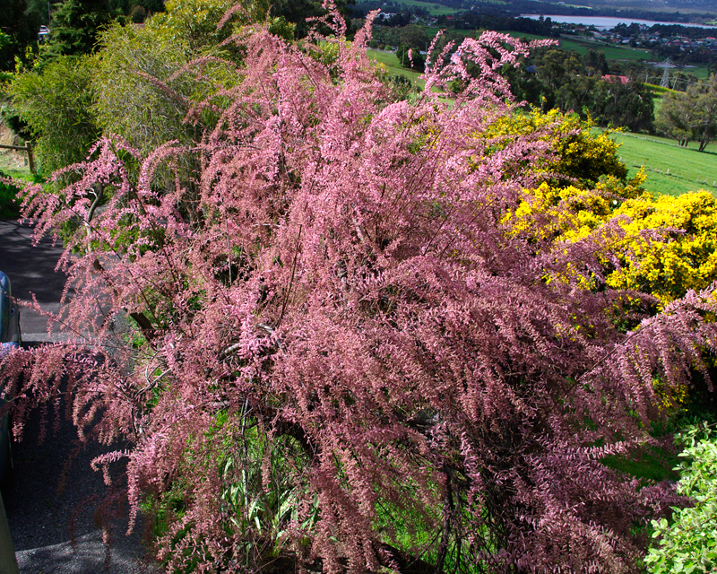 Tamarix ramosissima - Pink Cascade