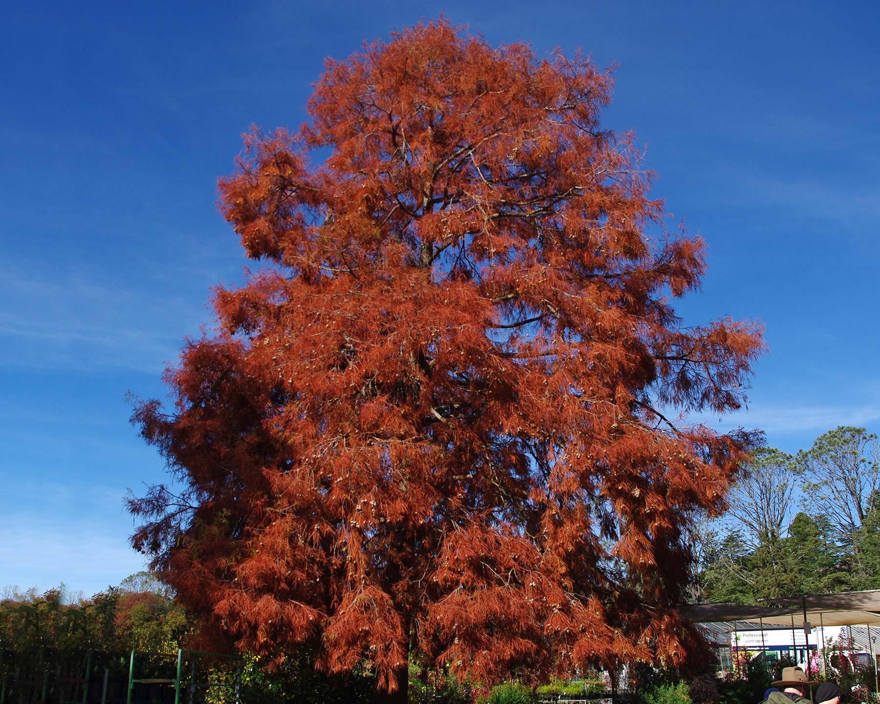 Taxodium distichum Swamp Cypress - red bronze foliage in autumn