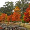 Taxodium distichum - autumn colour. Commonwealth Park, Canberra
