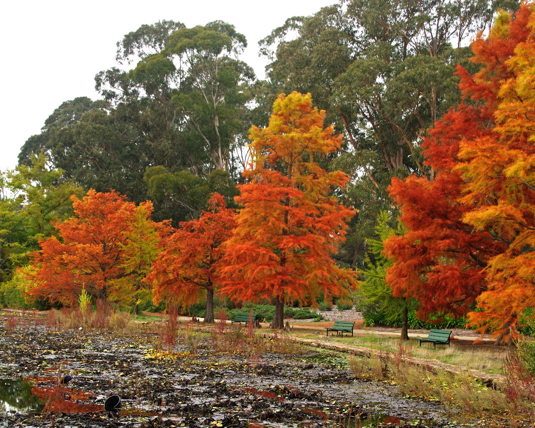 Taxodium distichum - autumn colour. Commonwealth Park, Canberra