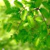 Bright green spring leaves of Taxodium distichum - Swamp Cypress