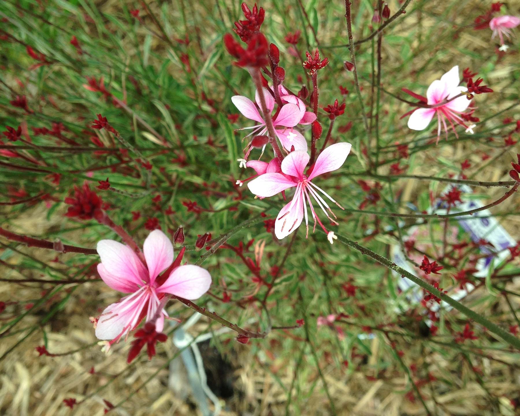Gaura lindheimeri 'Passionate Rainbow' has bright pink flowers and gold and pink variegated leaves.