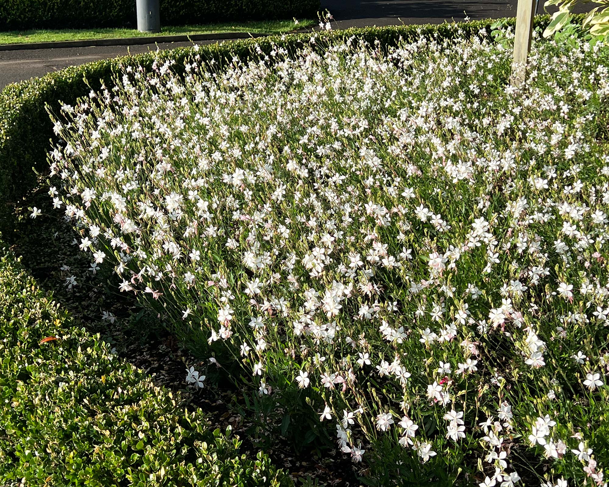 Display border of Gaura lindheimeri white flowers. Sydney Botanic Gardens