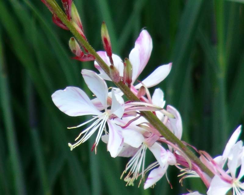 Gaura Rosy Hardy - delicate flowers white with splashes of pink