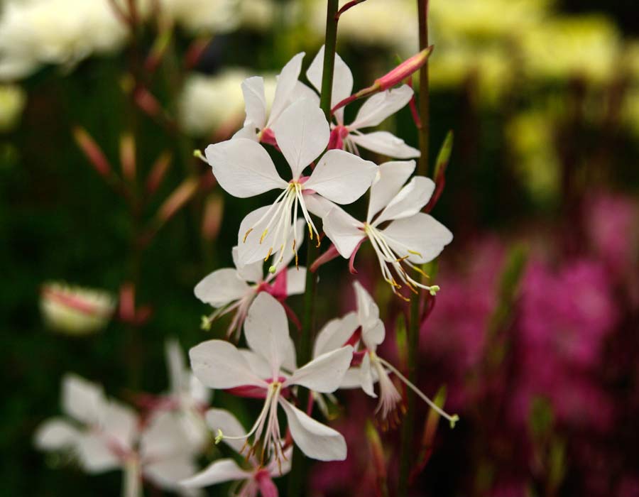 Gaura lindheimeri 'Whirling Butterflies' white petals and pink calyces