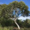 Eucalyptus haemastoma Scribbly Gum - Smooth is a beautiful Gum Tree with smooth white bark