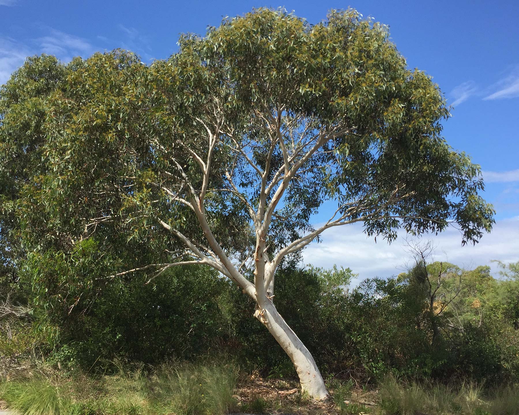 Eucalyptus haemastoma Scribbly Gum - Smooth is a beautiful Gum Tree with smooth white bark
