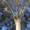 Eucalyptus haemastoma - Scribbly Gum
