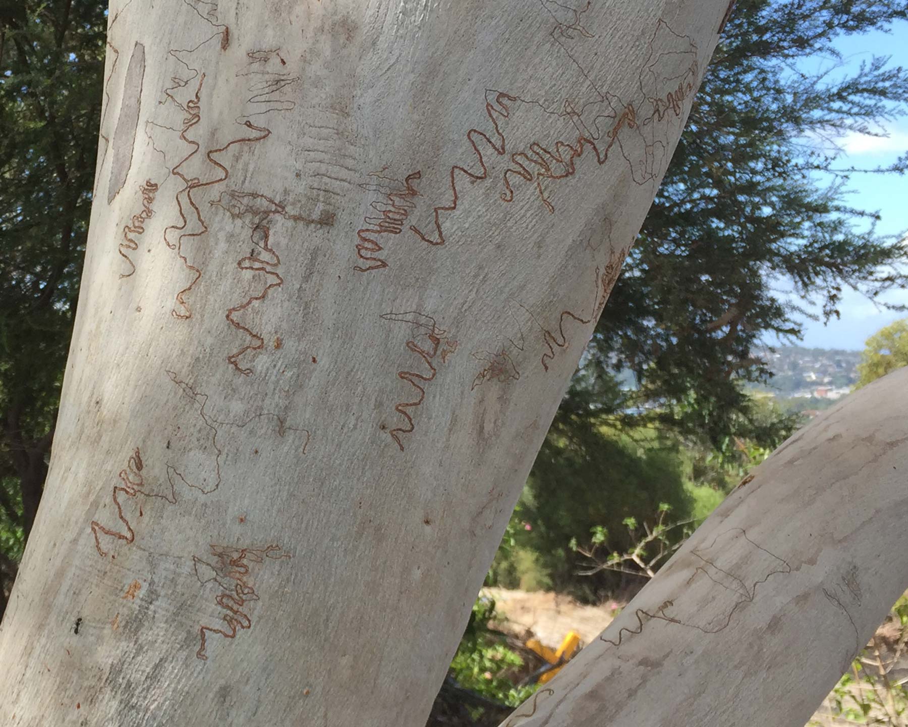 Eucalyptus haemastoma - Scribbles in bark caused by larvae of a small tunnelling moth