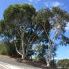 Eucalyptus haemastoma - Scribbly Gum Medium size tree single or multi-trunked
